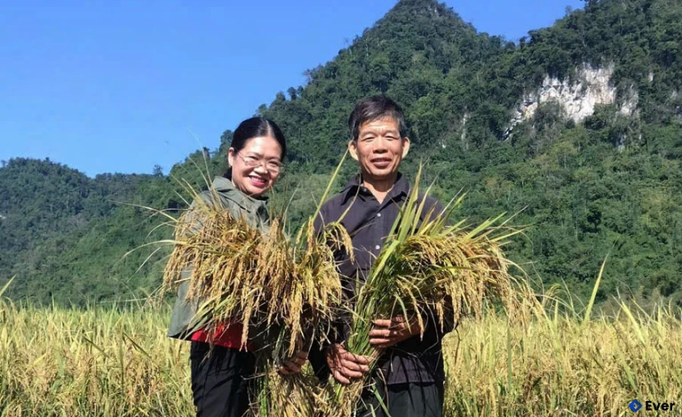 Cánh đồng lúa tại xã Xuân Dương