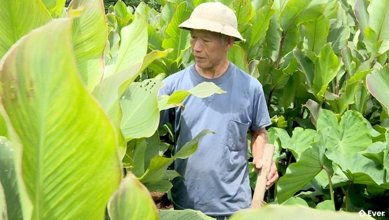 Xã Lục Hồn định hướng phát triển nông nghiệp theo hướng sản xuất sạch