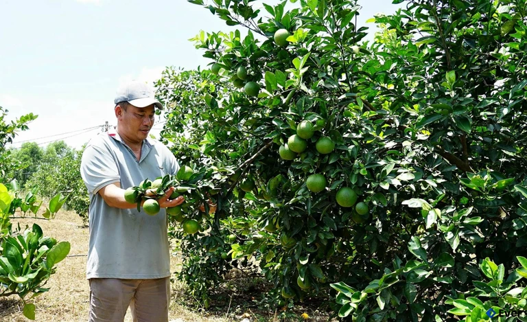 Anh Bùi Quang Huyên có thu nhập cao nhờ trồng cam hữu cơ