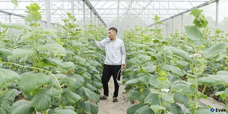 Anh Phạm Văn Tài trồng dưa chuột baby trong nhà lưới.