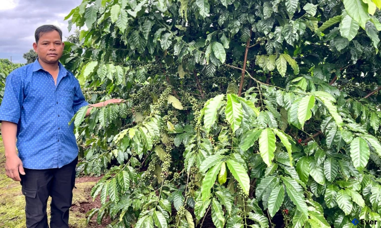 Anh Rơ Mah Mrup bên vườn cà phê của gia đình