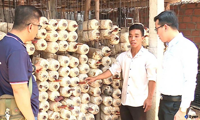 Anh Trần Quang Tiến (ở giữa) giới thiệu quy trình làm nấm tại cơ sở sản xuất nấm của HTX Nông nghiệp Hữu cơ Agribio.