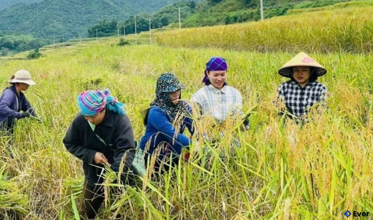 Bà con bản Pùng thu hoạch lúa nếp Cay Nọi