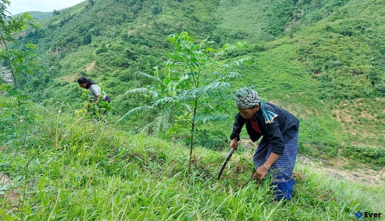 Bà còn đồng bào dân tộc thiểu số ở xã Dân Hóa tự chủ trong phát triển kinh tế rừng trồng