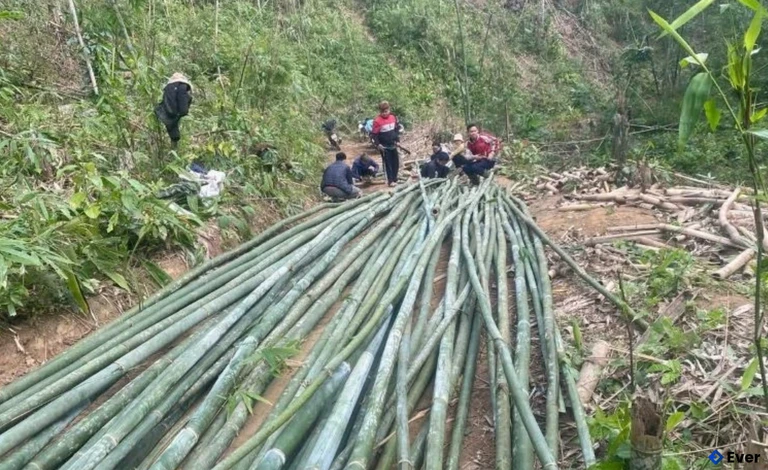 Bà con khấp khởi thu hoạch khi luồng được giá