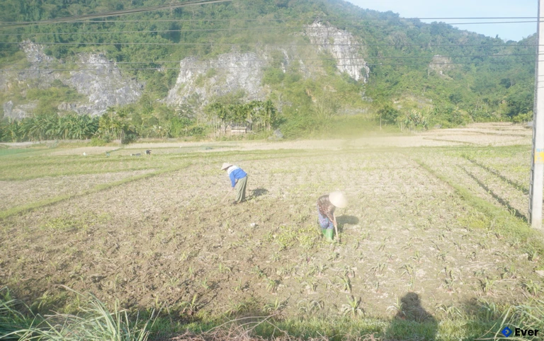 Bà con nhân dân Thôn Luồng ra đồng chăm sóc ngô vụ Đông