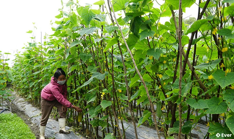 Bà con nông dân chăm sóc cây rau màu