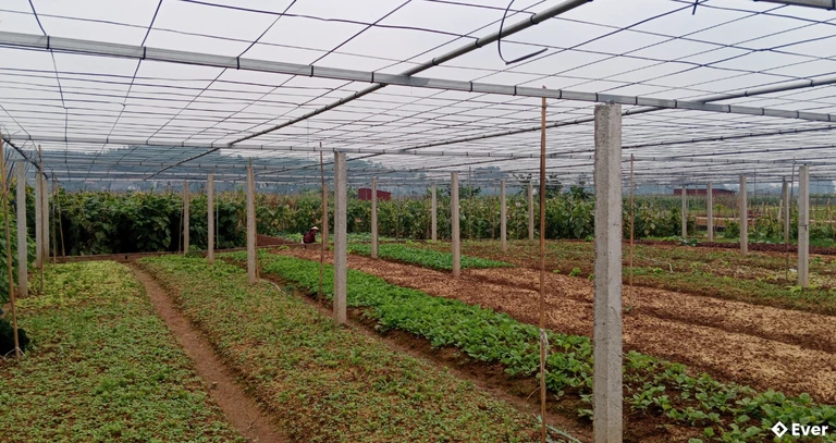 Bà con xã Tiên Lương đẩy mạnh sản xuất