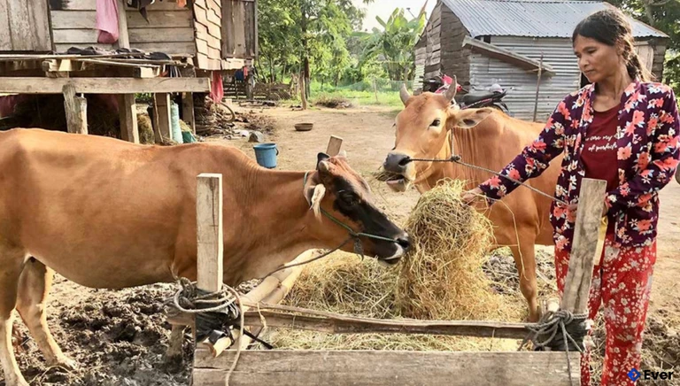 Bà Nay Pươi (làng Bhă Nga) chăm sóc đàn bò vừa được hỗ trợ để phát triển kinh tế