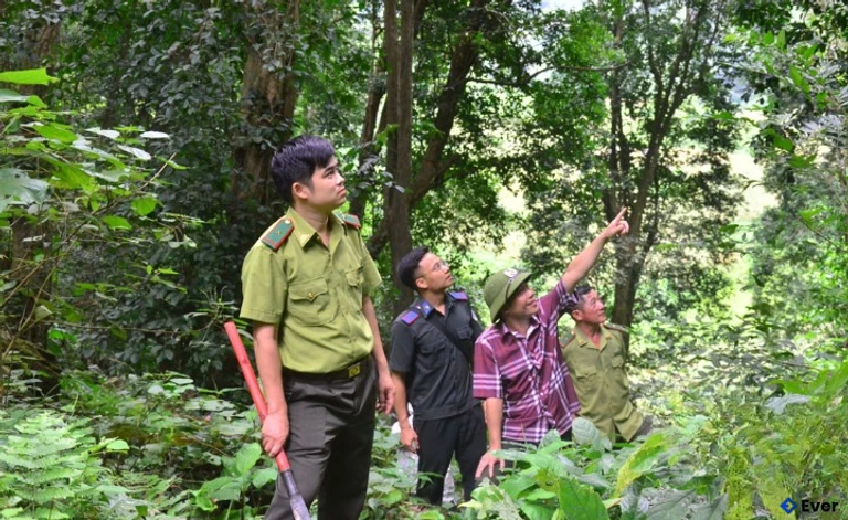 Bảo tồn rừng tại xã Vĩnh Thông