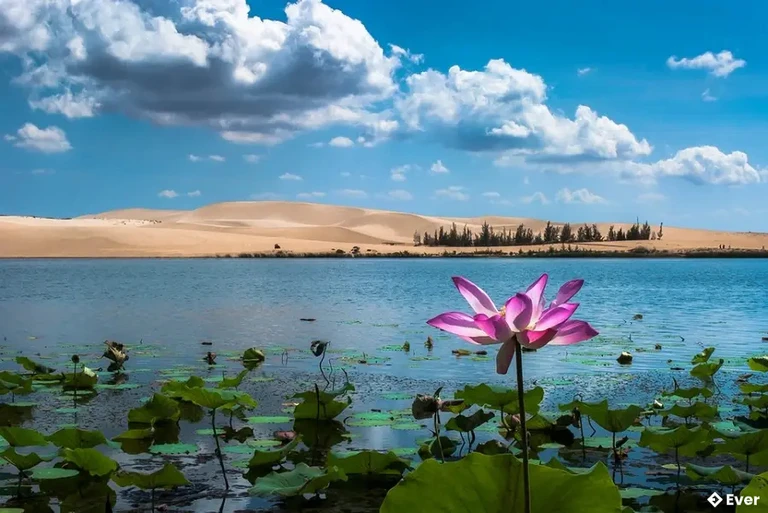 Bàu Trắng mùa sen nở