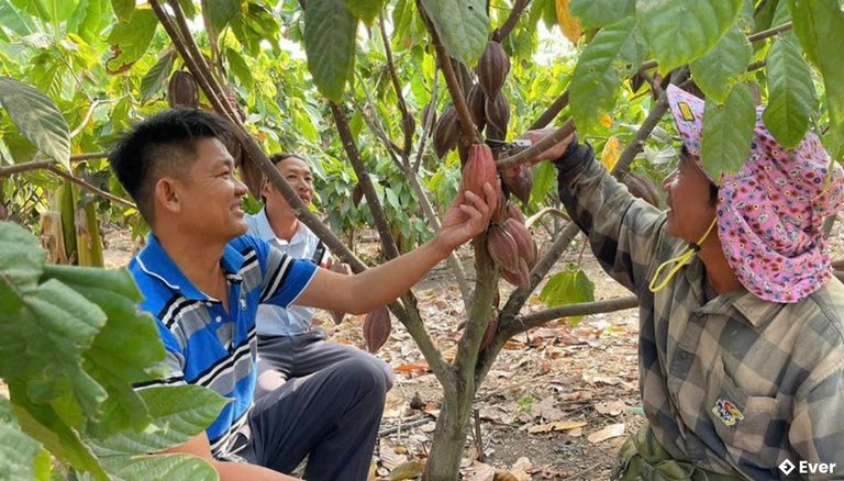 Ca cao đang mở ra hướng phát triển mới cho vùng đất Pờ Tó