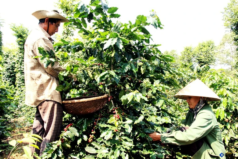 Cà phê Đức Trọng dần trở thành thương hiệu nổi tiếng