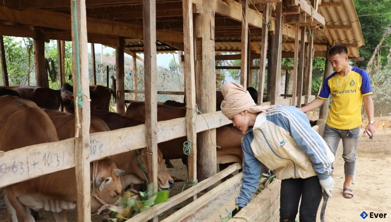 Các bản vùng cao của xã Mường Chanh phát triển chăn nuôi gia súc