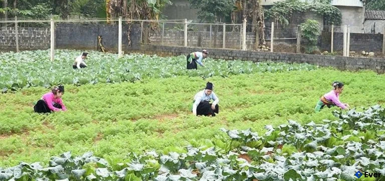 Các hộ viên Tổ hợp tác sản xuất rau an toàn xã Ngọc Lặc chăm sóc rau màu