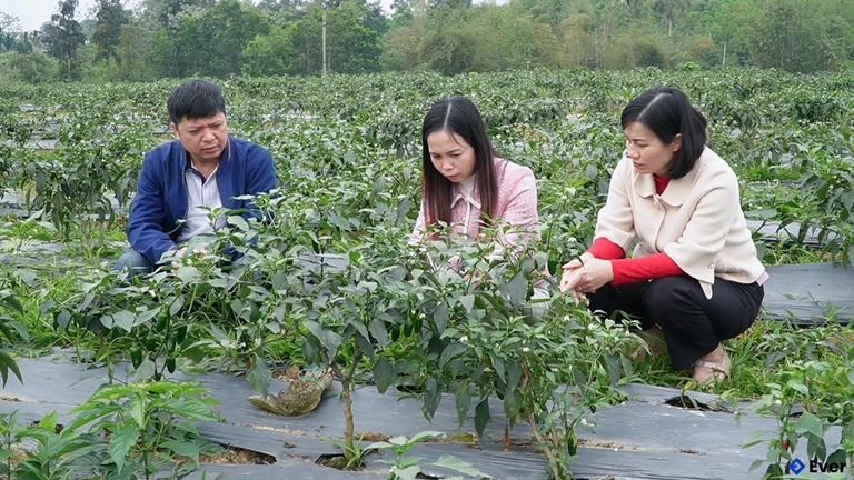 Các mô hình liên kết sản xuất tại xã Chiêm Hoá