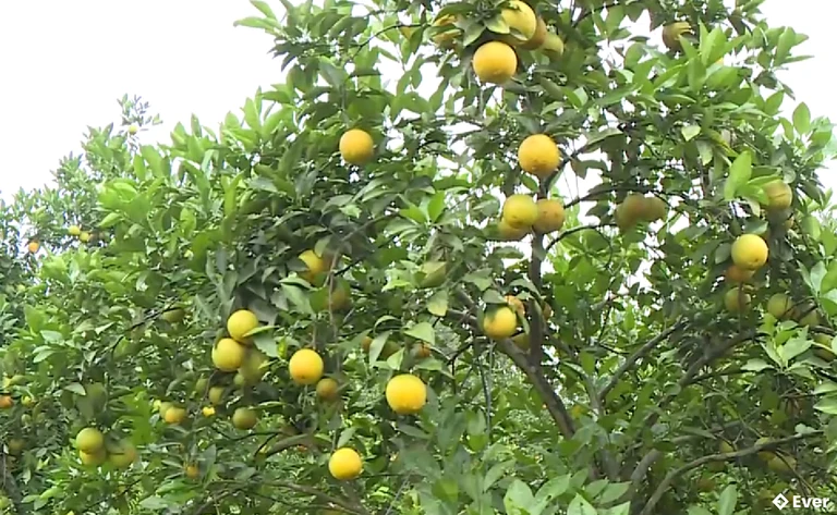 Cam Khe Mây thuộc tốp 8 loại cam ngon nhất đất Việt, trong đó xã Hương Đô, tỉnh Hà Tĩnh được xem là thủ phủ của loại quả đặc sản này