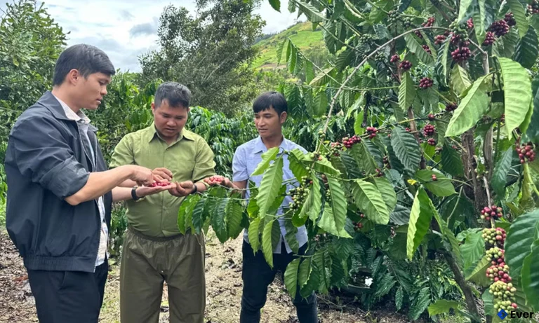 Cán bộ Hội Nông dân xã Krong thường xuyên hướng dẫn các kỹ thuật chăm sóc cây cà phê, mắc ca cho hộ anh Đinh Thương (ở giữa)