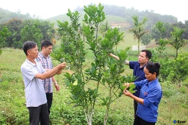 Cán bộ hướng dẫn người dân trồng cây ăn quả đúng kỹ thuật