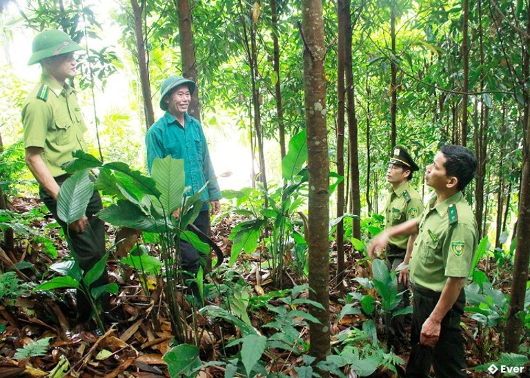 Cán bộ kiểm lâm Khu vực XI hướng dẫn ông Triệu Quốc Hào, thôn Ngọc Bình, xã Bạch Ngọc chăm sóc rừng keo.