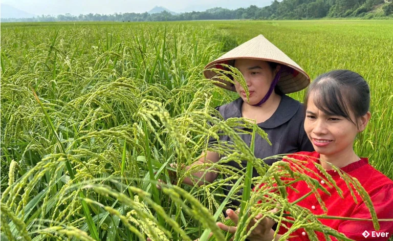 Cán bộ Phòng Kinh tế xã Sơn Lương thăm, kiểm tra cánh đồng nếp Gà Gáy.