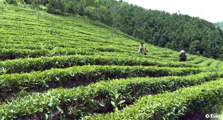 Cánh đồng chè tại thôn Bình Minh, xã Na Rì