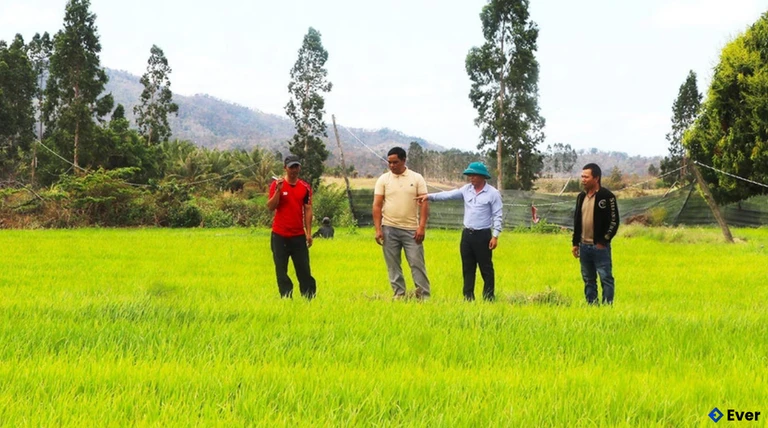 Cánh đồng Đồn Chảo với những giống lúa chất lượng cao