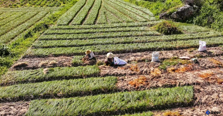 Cánh đồng kiệu ở Phù Mỹ Nam, tỉnh Gia Lai