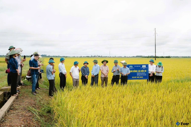 Cánh đồng lúa hữu cơ tại xã Bến Hải