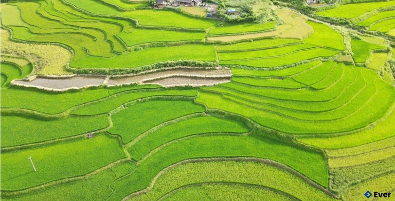 Cánh đồng lúa nếp đặc sản tại Tú Lệ