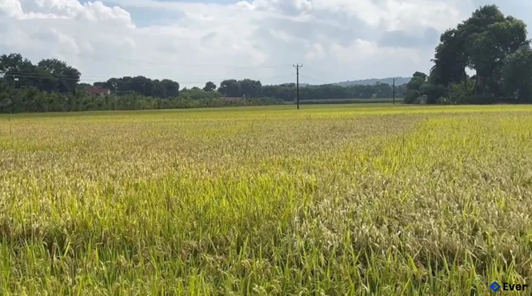 Cánh đồng lúa tại xã Cẩm Tân