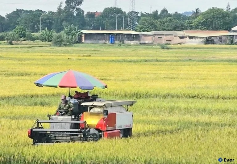 Cánh đồng lúa tại xã Liên Hòa