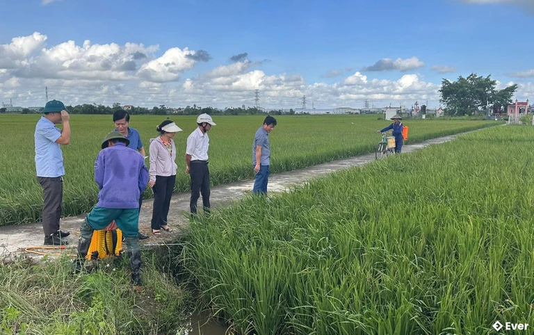 Cánh đồng lúa tại xã Nam Đông Hưng