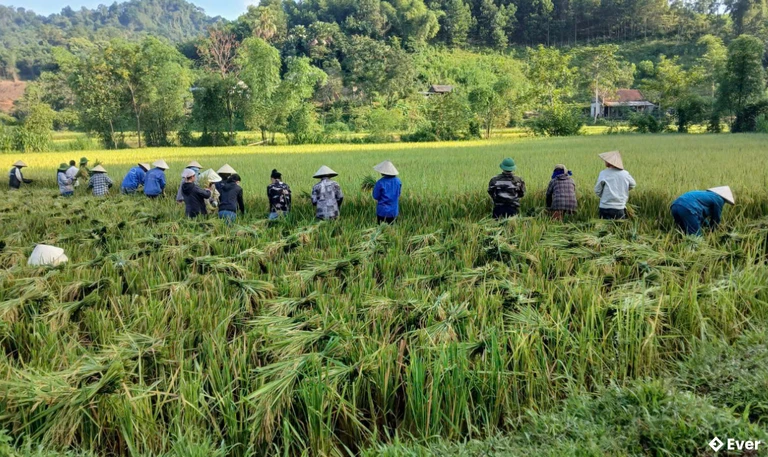 Cánh đồng lúa tại xã Thắng Lộc