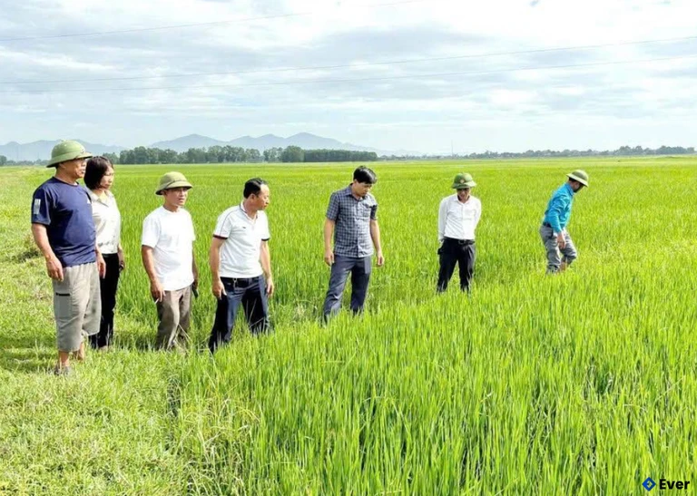 Cánh đồng lúa tại xã Việt Xuyên