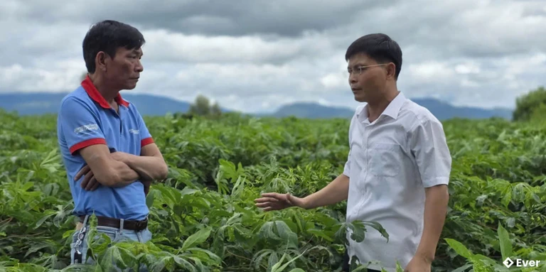 Cánh đồng sắn tạo thu nhập cho người dân tại xã Phú Túc