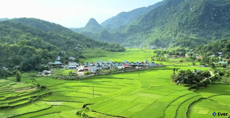 Cánh đồng sản xuất lúa tập trung cho năng suất cao ở thôn Bố