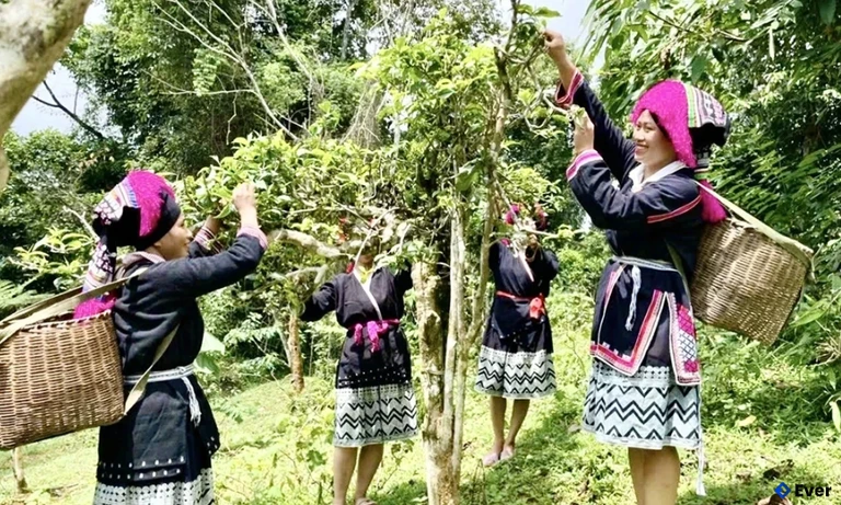 Cây chè Shan Tuyết cổ thụ gắn bó với đời sống văn hóa tâm linh, làm nên bản sắc văn hóa vùng đồng bào dân tộc Dao bản Dù, xã Xuân Đài