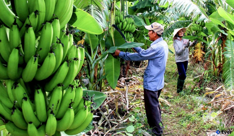 Cây chuối góp phần đem lại thu nhập ổn định cho người dân ở xã Vĩnh Quang