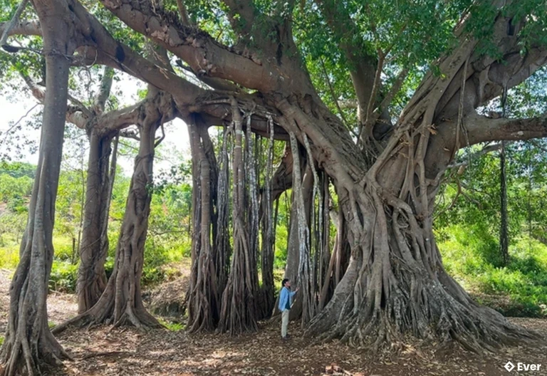 Cây đa di sản làng Ghè