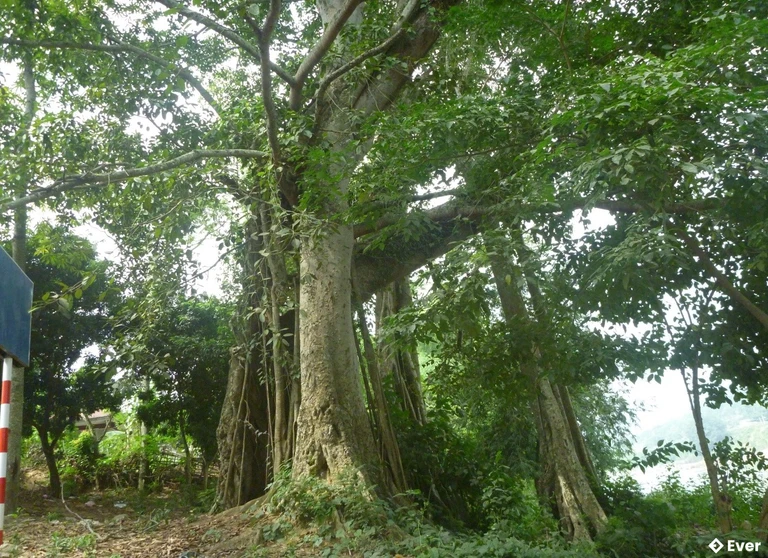 Cây đa Mường Hung