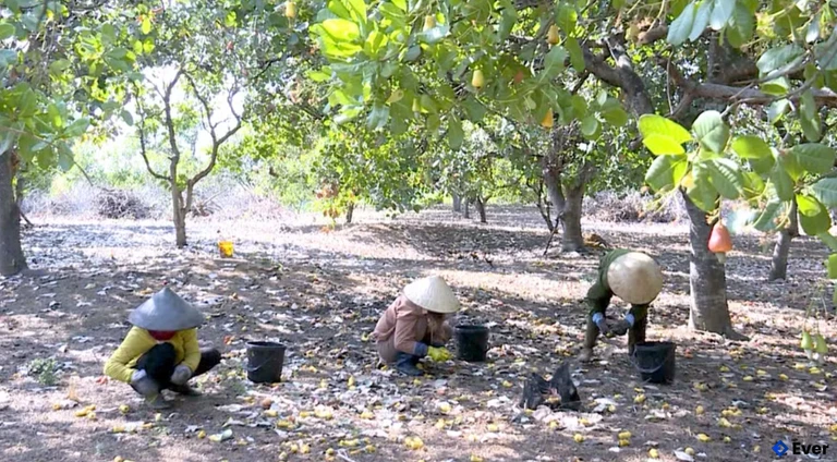 Cây điều là một trong những cây trồng chủ lực của xã Ia Dom