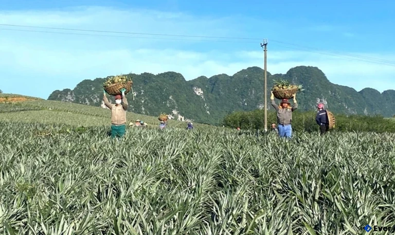 Cây dứa ở xã Ngọc Liên mang lại thu nhập cao cho người dân