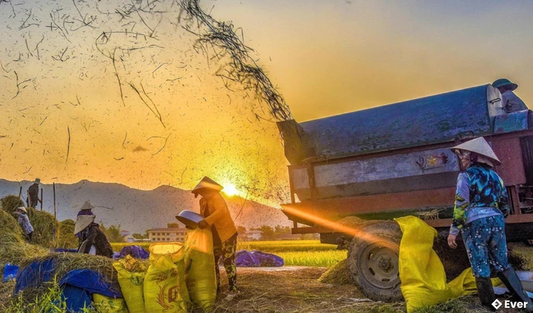 Cây lúa là cây trồng chủ lực trong cơ cấu phát triển của ngành nông nghiệp xã Vĩnh Thịnh trong thời gian đến