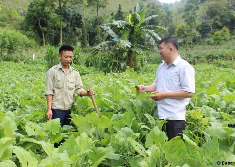Cây sâm khoai tại xã Đồng Văn.