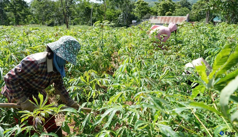 Cây sắn góp phần xóa đói giảm nghèo cho đồng bào dân dân tộc thiểu số và miền núi xã A Dơi