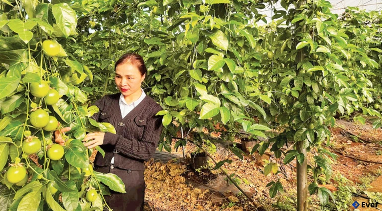 Chăm sóc vườn chanh leo ứng dụng công nghệ cao tại xã KDang, tỉnh Gia Lai