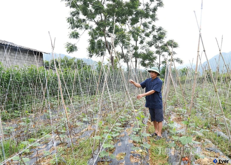 Chăm sóc vườn dưa chuột tại xã Nghĩa Thuận