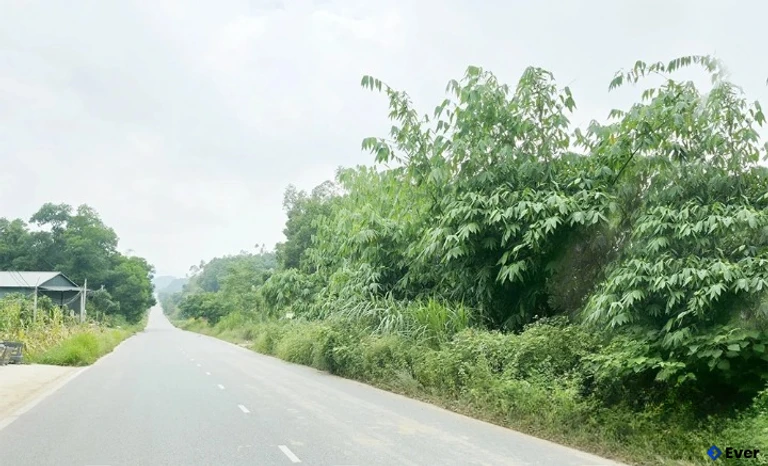 Chân Mộng cải tạo vườn tạp trồng mai, diễn lấy lá, phát triển kinh tế bền vững