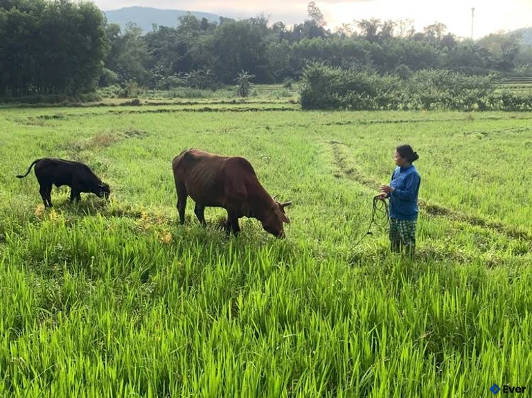 Chăn nuôi tại xã Việt An tạo nền tảng tốt cho quá trình giảm nghèo bền